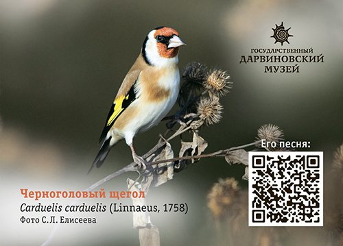 Календарики «Птицы Москвы» 
