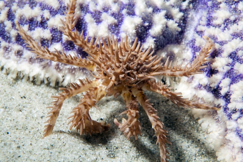 Морские жители Земли леопарда