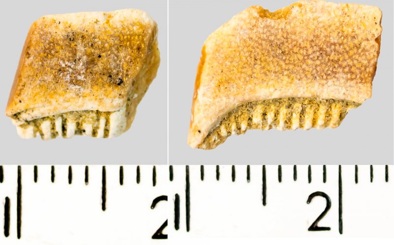 Зубы палеогеновых (нижний эоцен, ипрский ярус) скатов Myliobatis sp. из сборов В.Ю. Решетова (из фондов ГДМ)