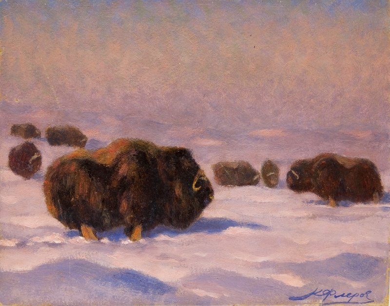 Флеров К.К. Овцебыки, 1940-ые гг.