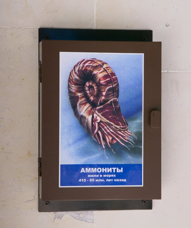 Интерактив: аммонит