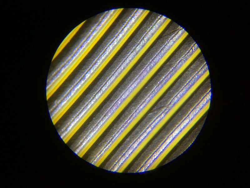 Попугай : Птица под микроскопом: пух и перья