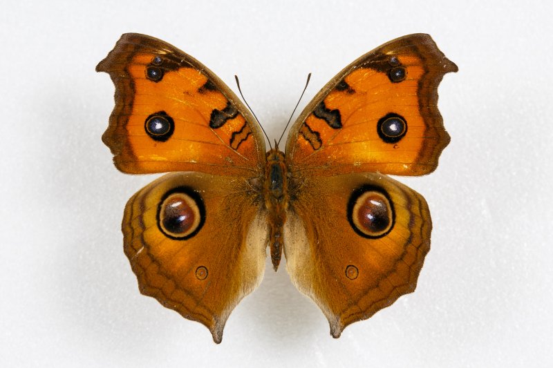 Бабочка Junonia almana