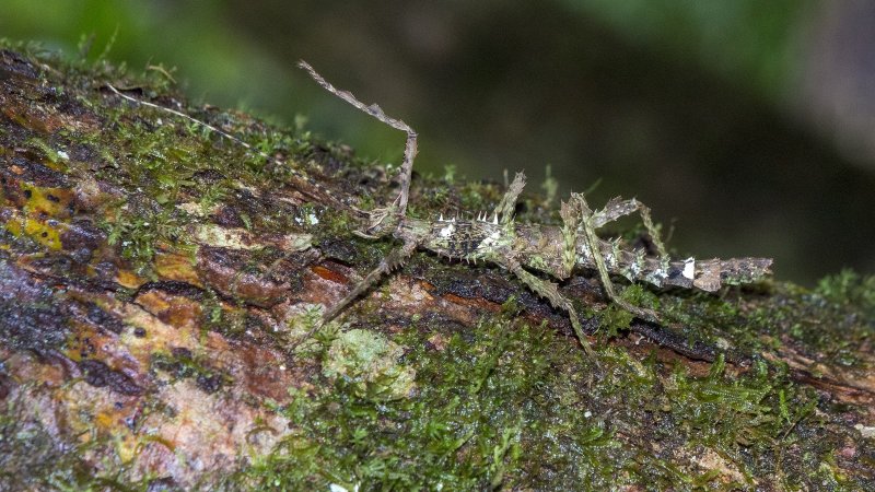 Искусство обмана