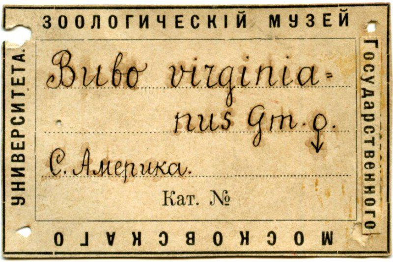 виргинский филин