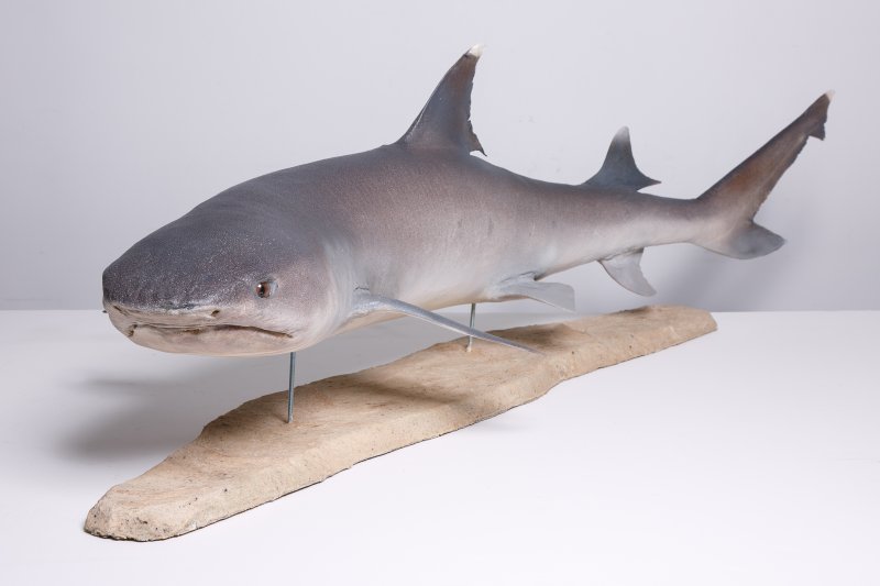 Чучело белопёрой акулы (Carcharhinus albimarginatus Rüppell, 1837)