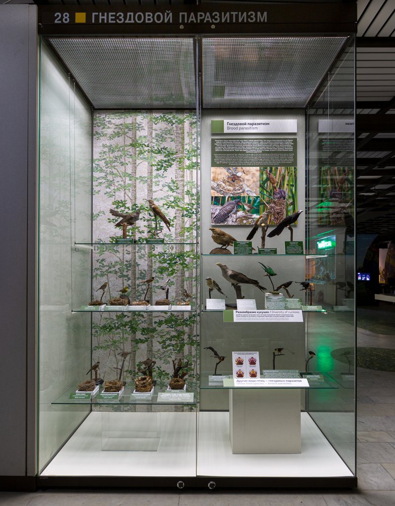 Витрина «Гнездовой паразитизм» - стало