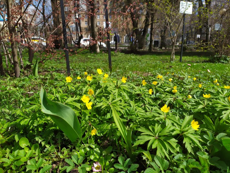 Ветреница лютичная