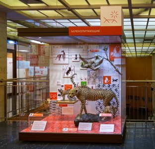 Что такое Пиктофауна? 