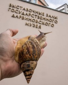 Новые обитатели инсектария музея - гигантские улитки ахатины