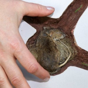 ЗИМА: цикл занятий Времена года