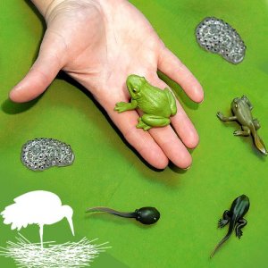 ВЕСНА: цикл занятий Времена года