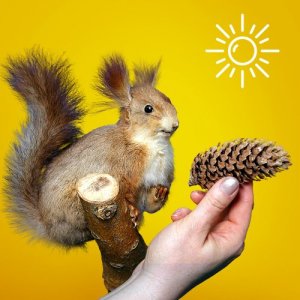 ОСЕНЬ: цикл занятий Времена года