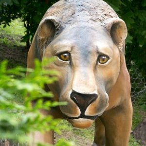 Пещерный лев Panthera leo spelaea