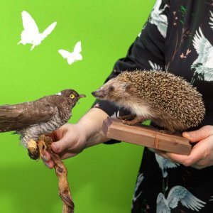 ЛЕТО: цикл занятий Времена года