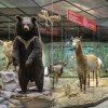 В сети доступны видео проекта «Исчезающий мир» о редких и исчезающих видах животных