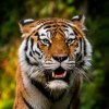 Дарвиновский музей отпраздновал Международный день тигра