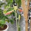 Амариллисовые готовятся к цветению в оранжерее музея