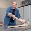 Изучение челюсти гавиала Gavialis gangeticus из остеологической коллекции ГДМ