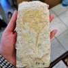 Новинки в коллекции - отпечатки древних мечехвостов