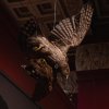 Дарвиновский музей - партнёр выставки «Бывают странные сближенья...» в ГМИИ им. А.С. Пушкина
