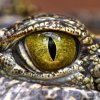 Дарвиновский музей отметил праздник для посетителей "Приключения одного аллигатора"