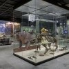 Завершилась реконструкция витрины «Пермь» в зале «Макроэволюция»