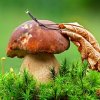 Открылась выставка «Грибное царство»