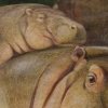 Коллекция Дарвиновского музея в приложении Google Arts & Culture