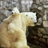 Торжественно открылась выставка фотохудожника Александра Авалова "Портреты животных"