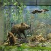 Реэкспозиция витрины «Водно-болотный комплекс «Лосиного острова»