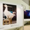 Работа фотографа музея Марии Тихоновой победила в конкурсе "Музей. Диалог".