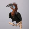 Новое поступление – чучела самца и самки черношлемных калао