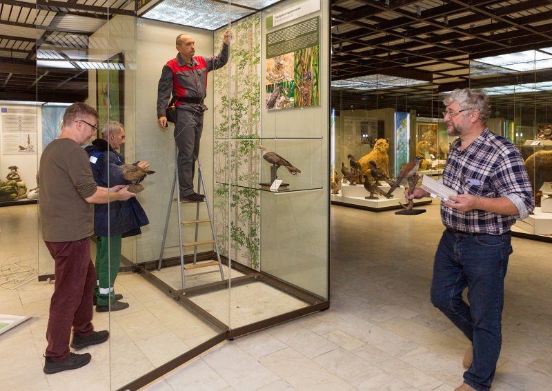 Витрина «Гнездовой паразитизм»