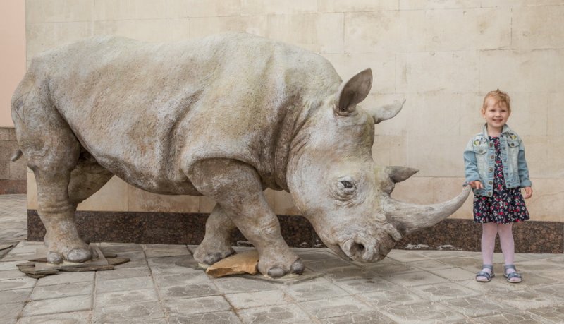 Фигура белого носорога Ceratotherium simum украсила вход в Дарвиновский музей