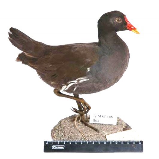 Камышница Gallinula chloropus