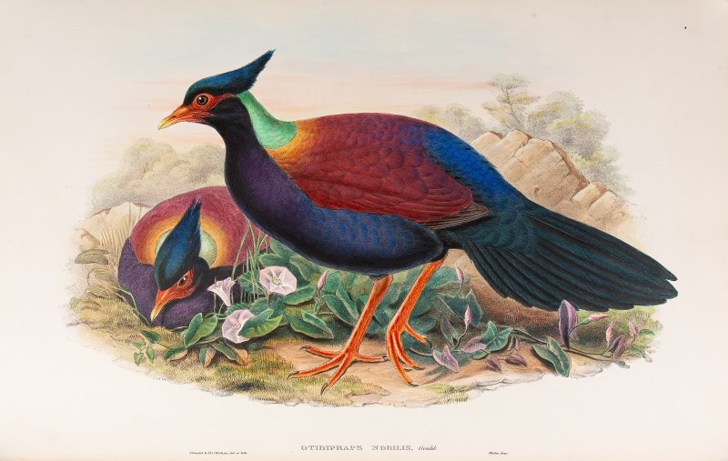 Фазановый голубь, Птицы Великобритании, 1873, иллюстрация Дж.Гульда и Х.Рихтера