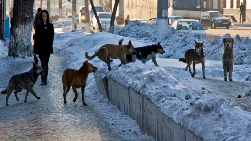 ЖИВОТНЫЕ В ГОРОДЕ