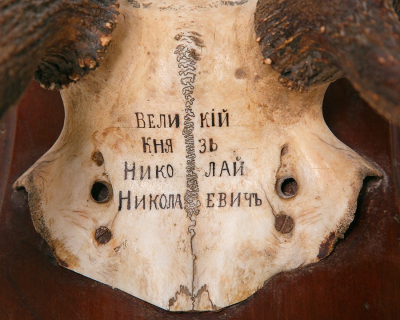 Рога благородного оленя (Cervus elaphus L.,1758) на медальоне