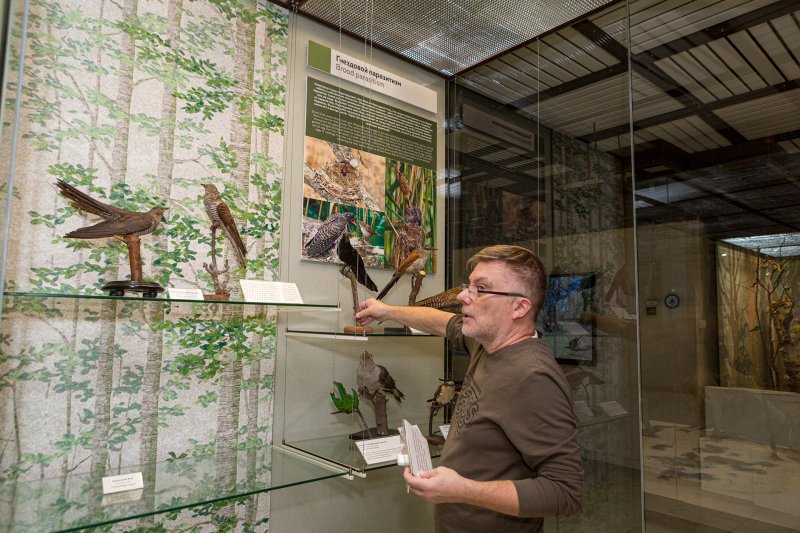 Витрина «Гнездовой паразитизм»