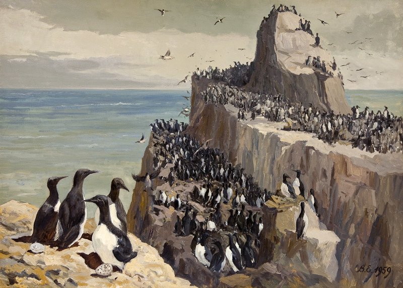 Евстафьев В.М. Колония кайр на острове Тюлений