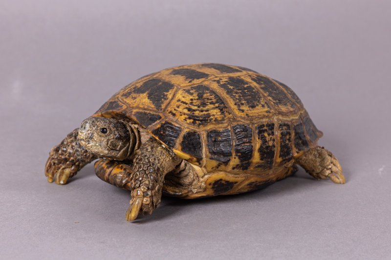 Чучело среднеазиатской черепахи  (Testudo horsfieldii Gray, 1844)