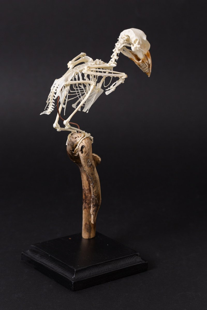 Скелет сенегальского бородастика (Lybius dubius Gmelin, 1788)