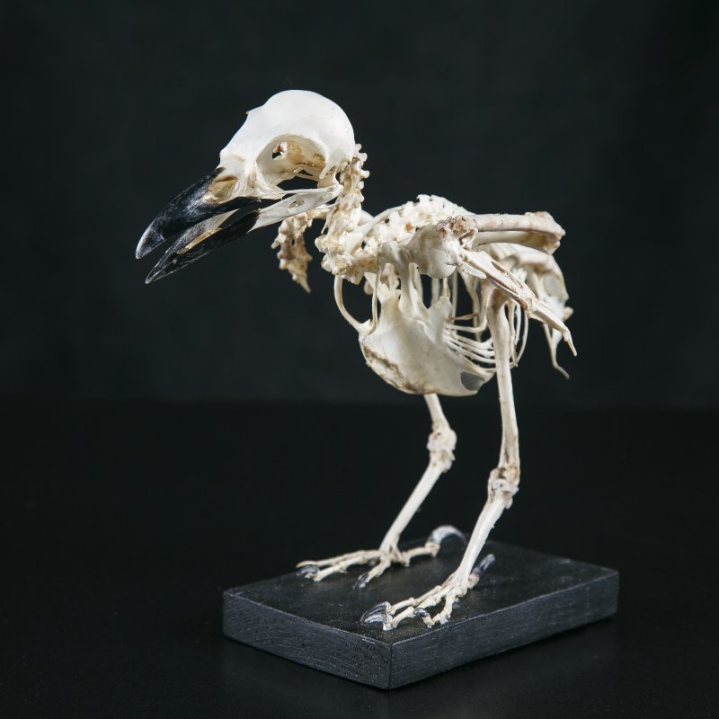 Кости утки. Скелет ворона спереди. Скелет дрозда. Скелет ворона анатомия. Скелет птицы.