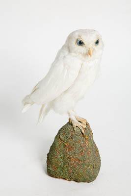Домовый сыч, птица богини Афины Государственный Дарвиновский музей