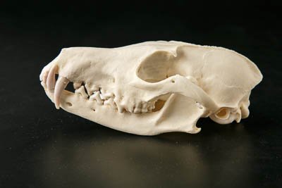 Черепа лисиц (Vulpes vulpes L.,1758)