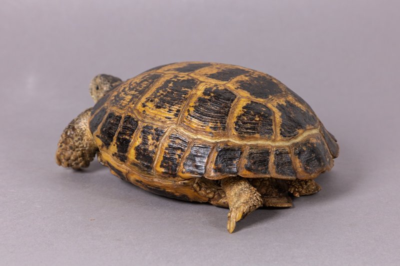 Чучело среднеазиатской черепахи  (Testudo horsfieldii Gray, 1844)