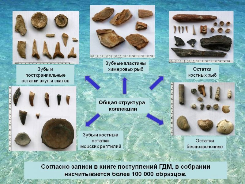 Коллекция остатков ископаемых хрящевых рыб собранная известным советским палеоихтиологом Л. С. Гликманом