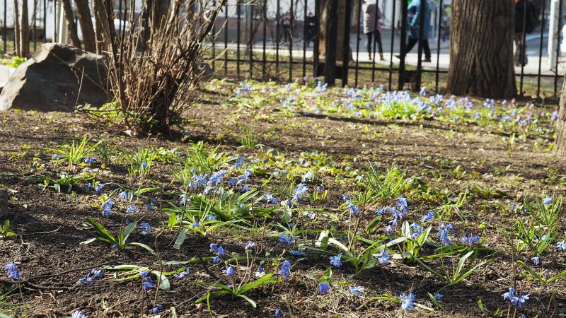 Первоцветы на тропе