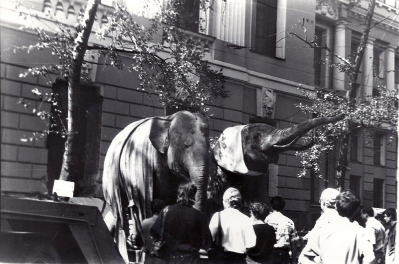 Переезд чучел слонов в новое здание. 8 августа 1994